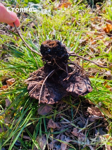 Прахан от бял бор за разпалване на огън и оцеляване, снимка 6 - Палатки - 52933722