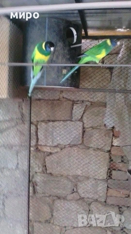 Перфектна двойка Бернардови Розели от 2025 г!