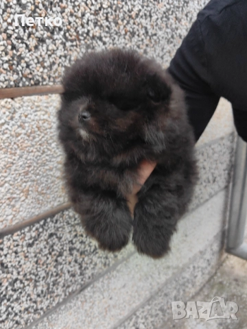 Мини померан, снимка 4 - Померан - 52920857