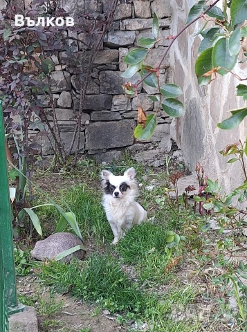 Чихуахуа Бяло със синьо, снимка 3 - Чихуахуа - 51843418