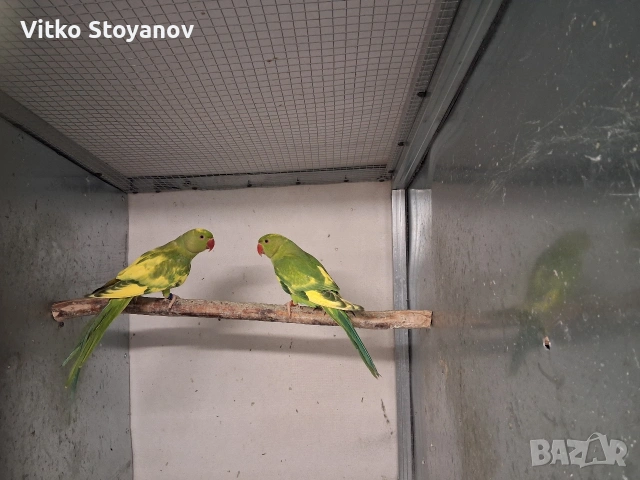 Малък Александър, снимка 8 - Папагали - 52169572