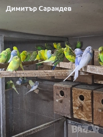 Продавам Вълнисти папагали