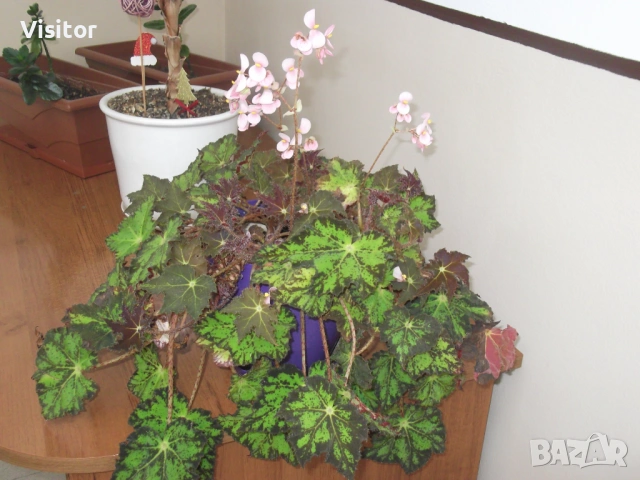 фотоапарат FujiFilm FinePix C10, снимка 17 - Фотоапарати - 54255057