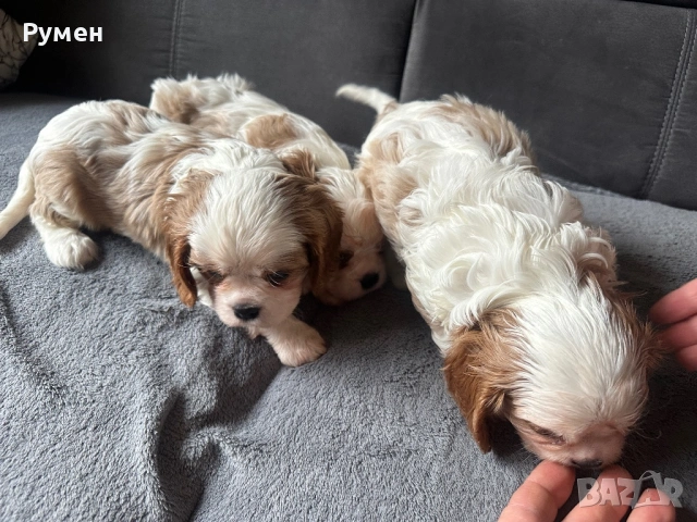 Продавам малки каварчета, снимка 3 - Кавалер кинг чарлз шпаньол - 53594873