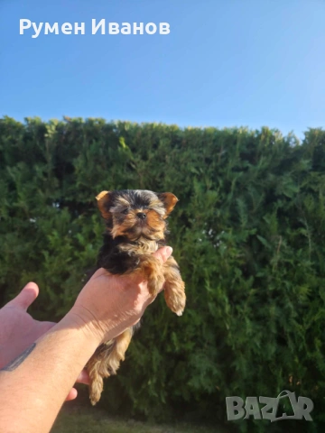 Съкровища малки, снимка 6 - Йоркширски териер - 53864715