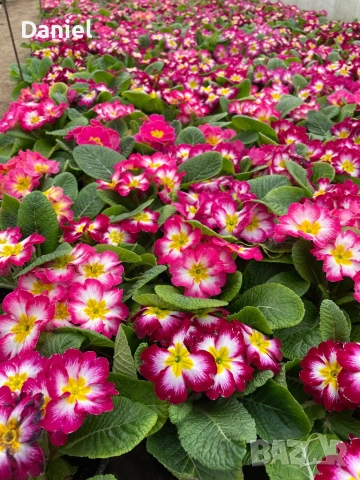 Иглика, снимка 5 - Градински цветя и растения - 53354409