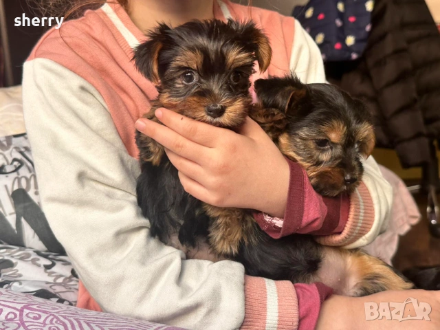 Мини йорки , снимка 3 - Йоркширски териер - 53567672