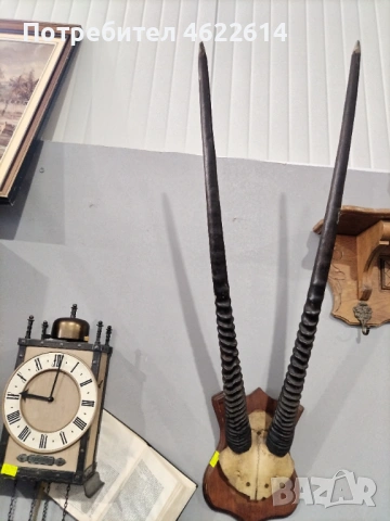 ГОЛЯМ ЛОВЕН ТРОФЕЙ НА АНТИЛОПА , снимка 3 - Антикварни и старинни предмети - 53642840