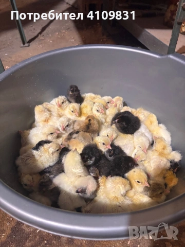 Автоматичен Tehno MS 300 яйца, снимка 4 - За птици - 53642305