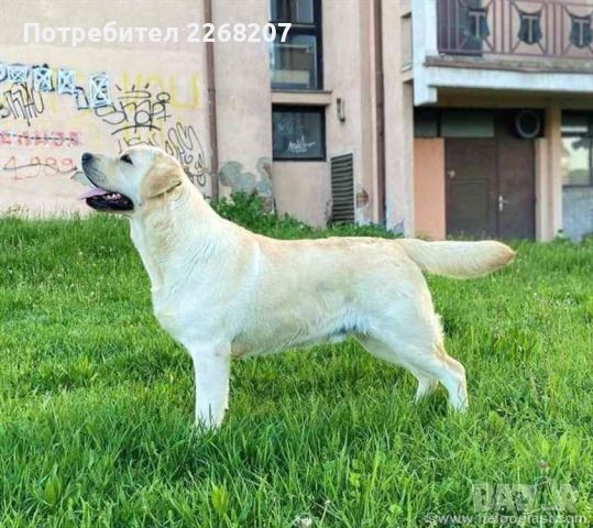 Labrador retriever puppies - Astorela kennel, снимка 7 - Лабрадор ретривър - 45256494