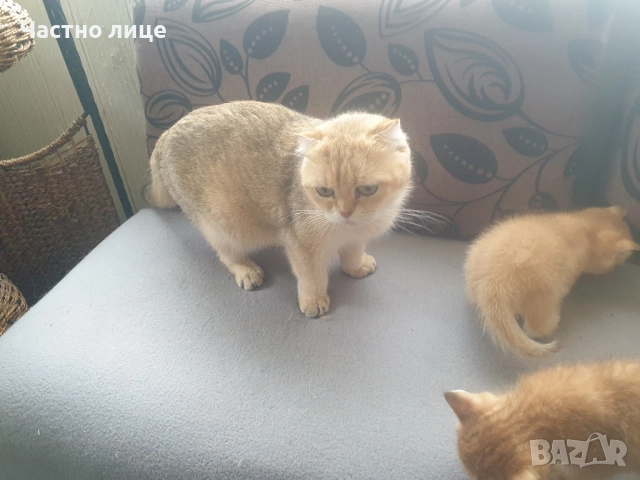 Шотландски котета златна чинчила, снимка 14 - Чинчили - 52030122