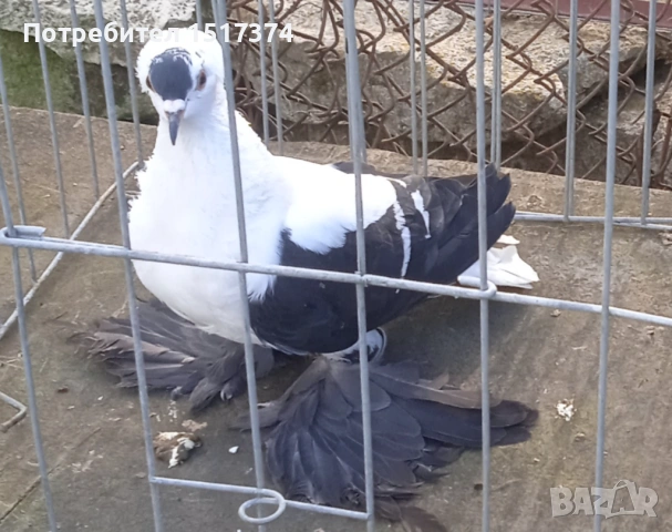 Саксонска чайка, снимка 2 - Гълъби - 54274523