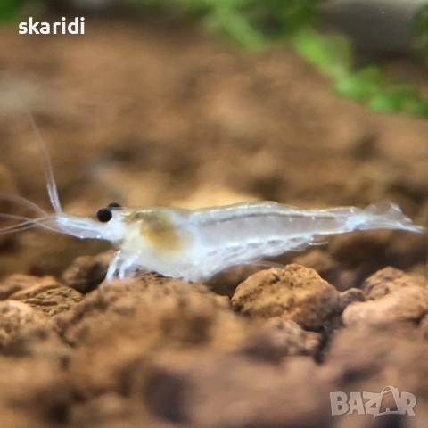 Скариди неокаридини Вайт Перлс