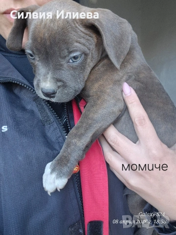 Малки бебета питбули, снимка 6 - Питбул - 53937837