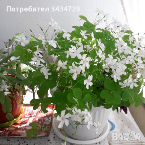 Детелина , снимка 1 - Градински цветя и растения - 46125789