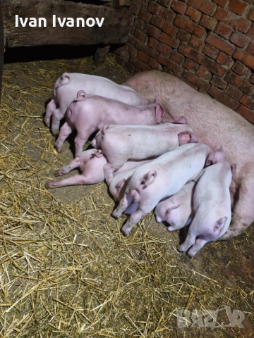 Продавам малки прасенца