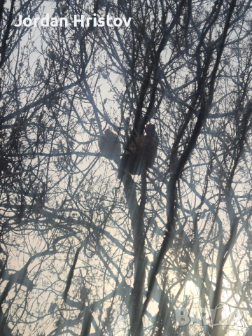 Продавам гъски патици и пуйки , снимка 15 - Патици и гъски - 53964312