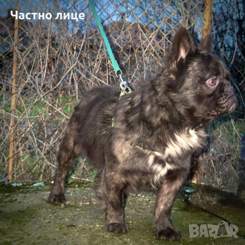 Fluffy френски булдог , снимка 2 - Френски булдог - 53500470