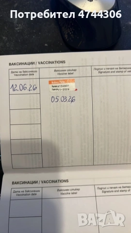 Френски булдочета (мъжки), снимка 8 - Френски булдог - 53571519