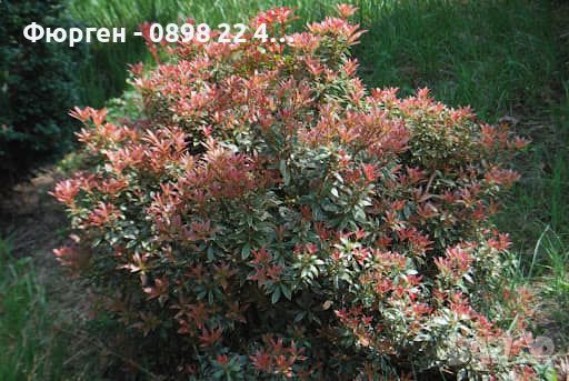 Пиерис - pieris japonica, снимка 4 - Градински цветя и растения - 32317646