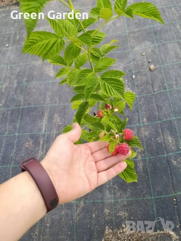 Малина сорт Херитидж, снимка 3 - Разсади - 49616611