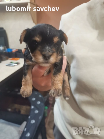 Шарени йоркита , снимка 5 - Йоркширски териер - 54048173