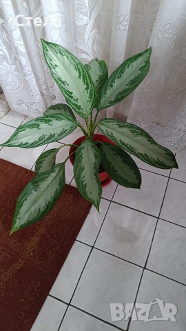 комплект цветя 10 евро и други цветя 