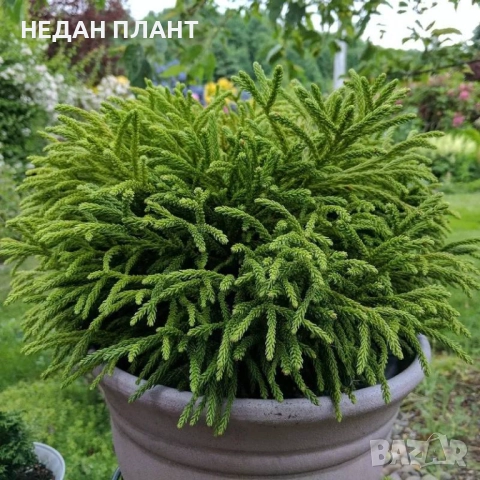 Криптомерия