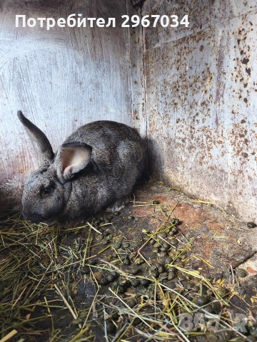 зайци , снимка 4 - Декоративни зайчета - 52909538