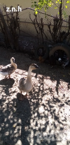  Пеещи гугудки скумрийки, снимка 8 - Патици и гъски - 51812986