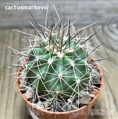 Echinocereus triglochidiatus HK 374, снимка 1 - Стайни растения - 46915053