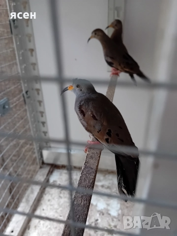 Продавам Перу гълъби , снимка 3 - Папагали - 52592031