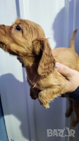 Продавам кокер шпаньоли, снимка 12 - Кокер шпаньол - 53789078