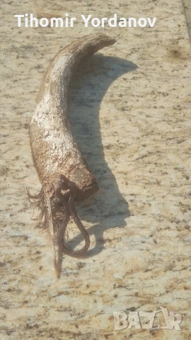 Катраник от биволски рог., снимка 9 - Антикварни и старинни предмети - 51320819