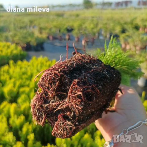 Източната туя Ауреа Нана, Thuja orientalis ‘Aurea Nana’, снимка 13 - Градински цветя и растения - 46569102