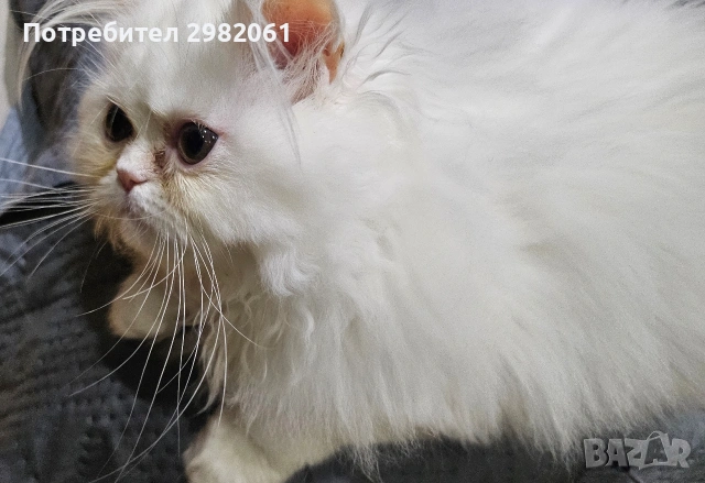 Продавам персийско котенце , снимка 2 - Други - 53414318