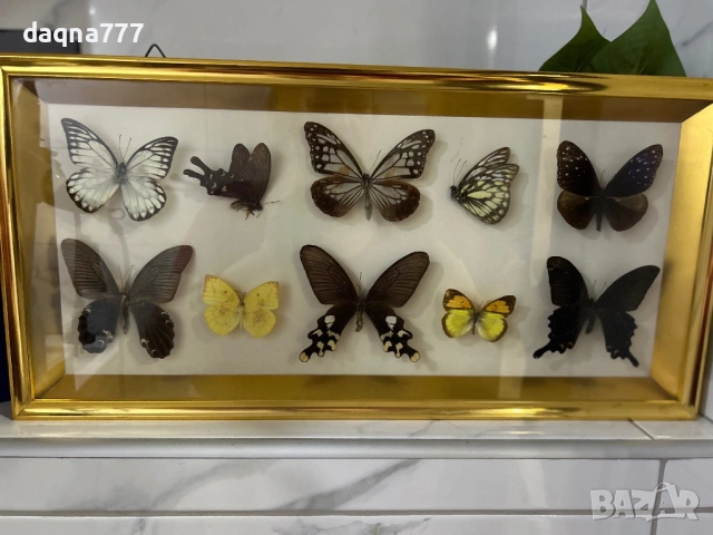 Рамка с екзотични пеперуди Азия, снимка 11 - Декорация за дома - 53397346