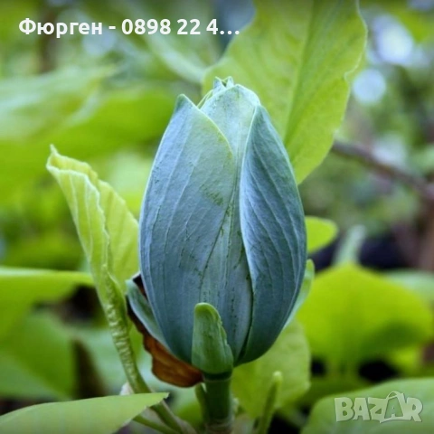 Магнолия Blue Babe (Magnolia acuminata ‘Blue Baby’), снимка 2 - Разсади - 53541779