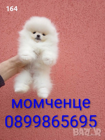 Миниатюрни чисто бели, мини Померани.Реални снимки !!!