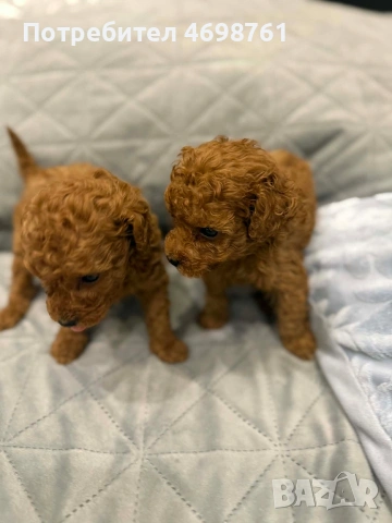 Той пудел//Пудел той, снимка 12 - Пудели - 53564195