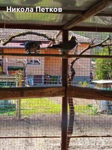 Гривеци , снимка 4 - други­ - 52127132