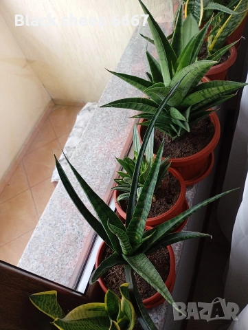 сансевиера големи растения, различни видове