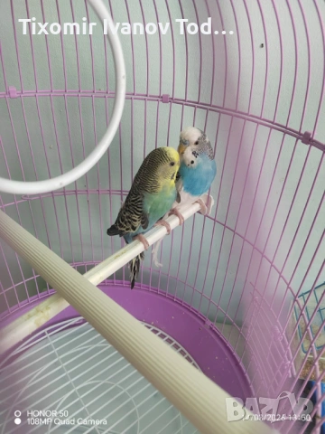 Папагали двойка, снимка 2 - Папагали - 53908594