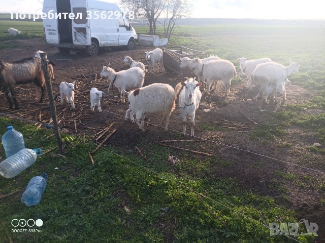 кози ББМ, снимка 6 - Кози - 53983590