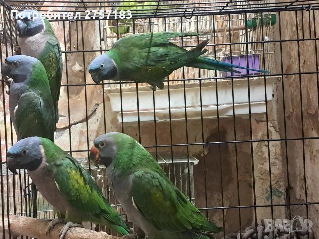 продавам китаиски алексадар 2 женски 2023 и 2025