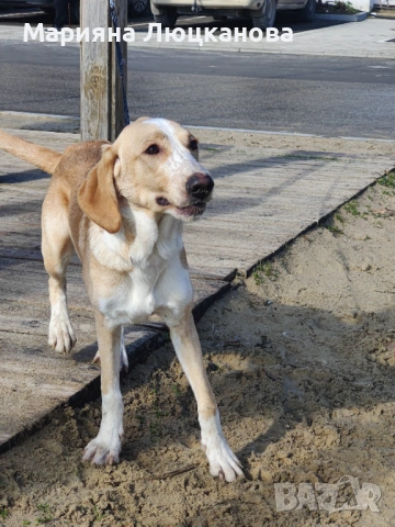 Подарявам куче, снимка 2 - Други - 53582823