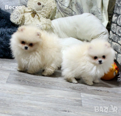 Померан мини мъжки , снимка 6 - Померан - 53731714