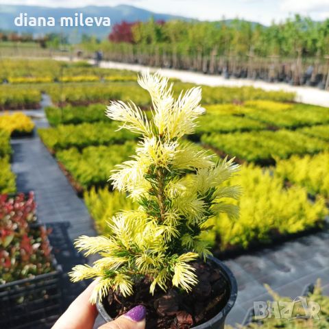 Пицея Дейзи, Picea glauca 'Daisy's White', снимка 10 - Градински цветя и растения - 45407305