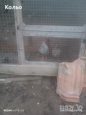 Декоративно петле , снимка 2 - Кокошки и пуйки - 53228789