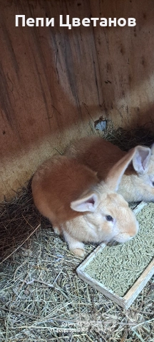 Породисти Зайци 20€, снимка 4 - Други животни - 53753122
